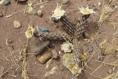 Pterocactus tuberosus