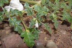 Solanum euacanthum