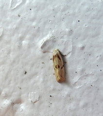 Aethes seriatana
