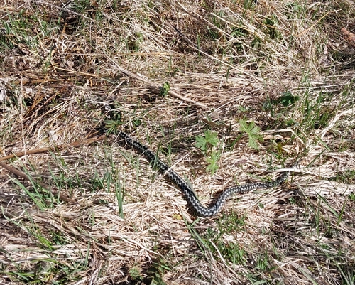 Adder