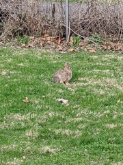 Sylvilagus floridanus