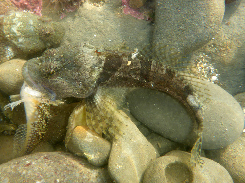 Round-nosed sculpin (Artedius lateralis) — Cottidae — 3