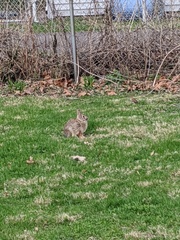 Sylvilagus floridanus