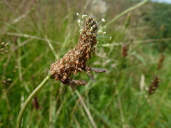 Entomophthora syrphi