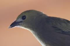 Thraupis palmarum