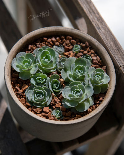 Orostachys boehmeri 2