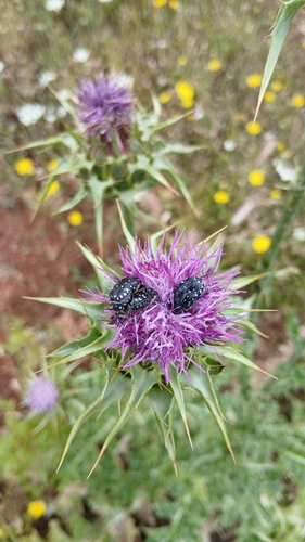 Middle Eastern Flower Scarab
