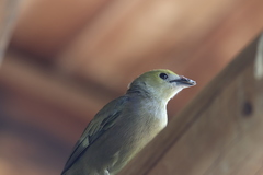 Thraupis palmarum