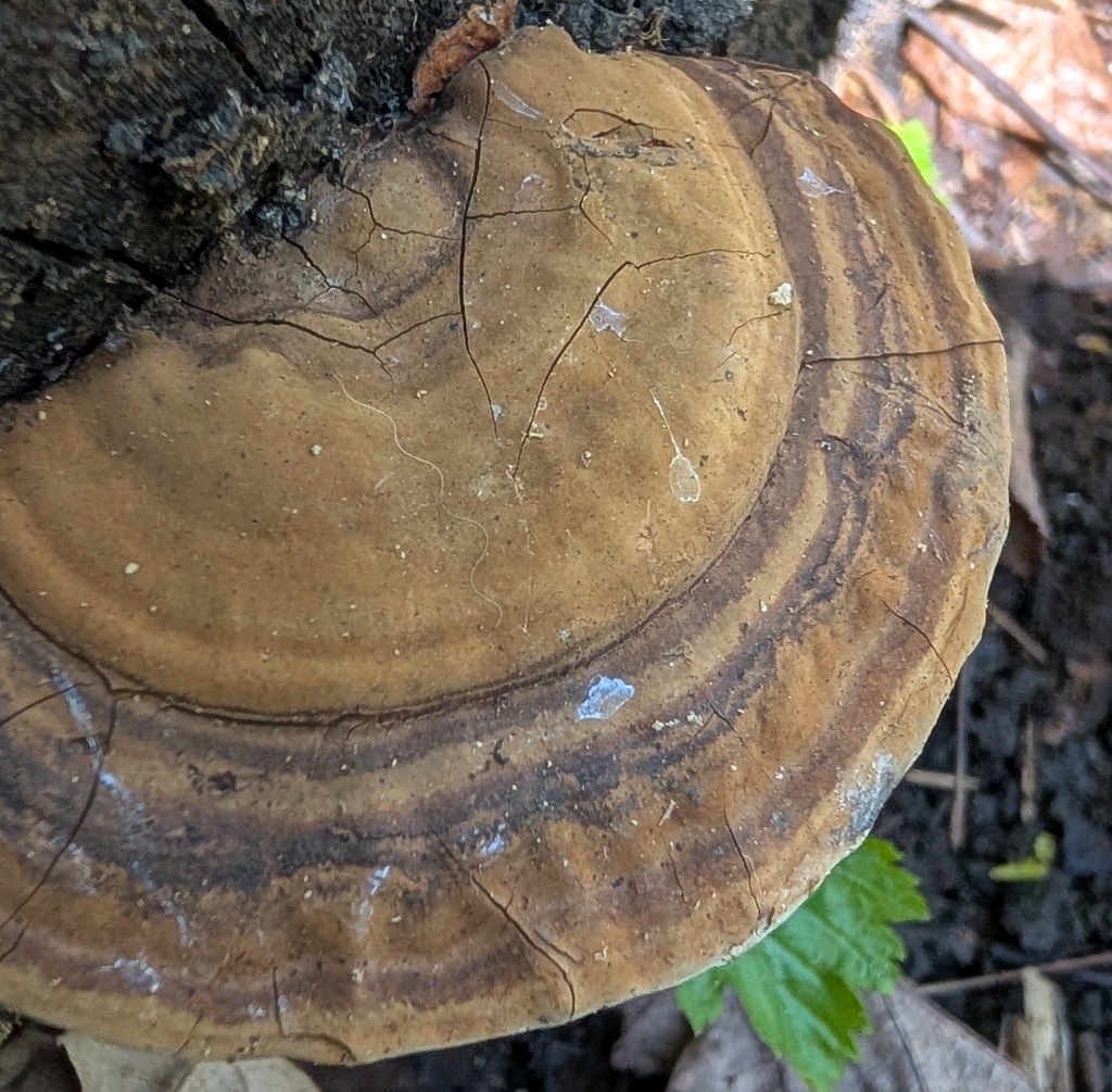 Ganoderma applanatum · May 2026 · photo: © hruzek (iNaturalist, cc-by)