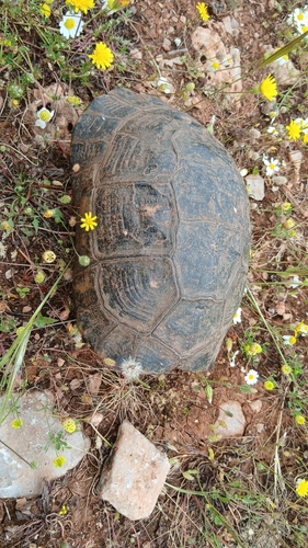 Marginated Tortoise