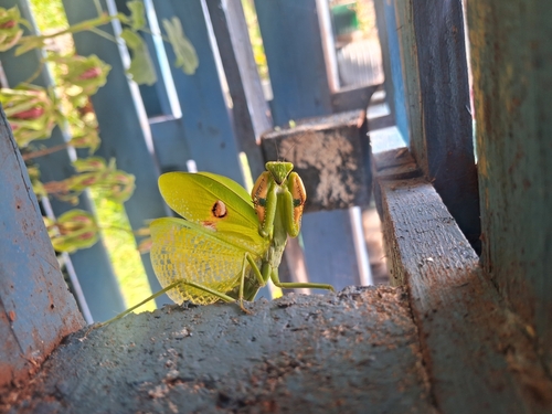 Argentine White-crested Mantis