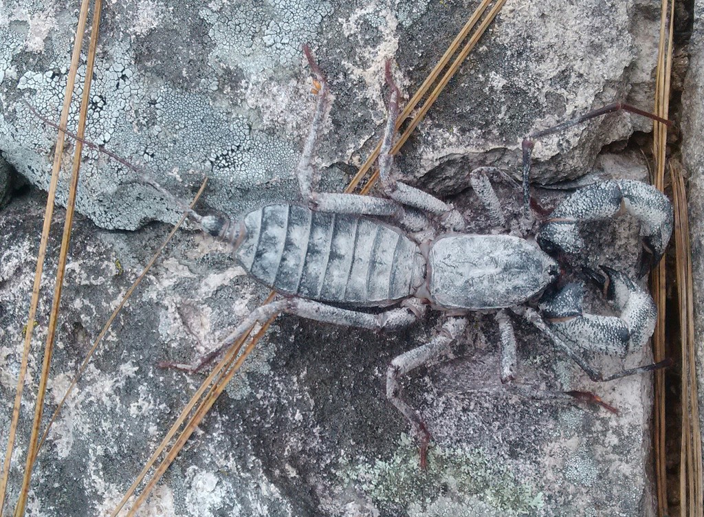 Uropyge géant américain (vinaigrette géante) (Mastigoproctus giganteus)