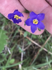 Giliastrum rigidulum