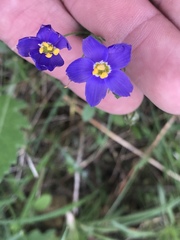 Giliastrum rigidulum