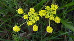 Lomatium bradshawii