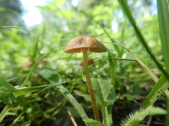 Conocybe coprophila