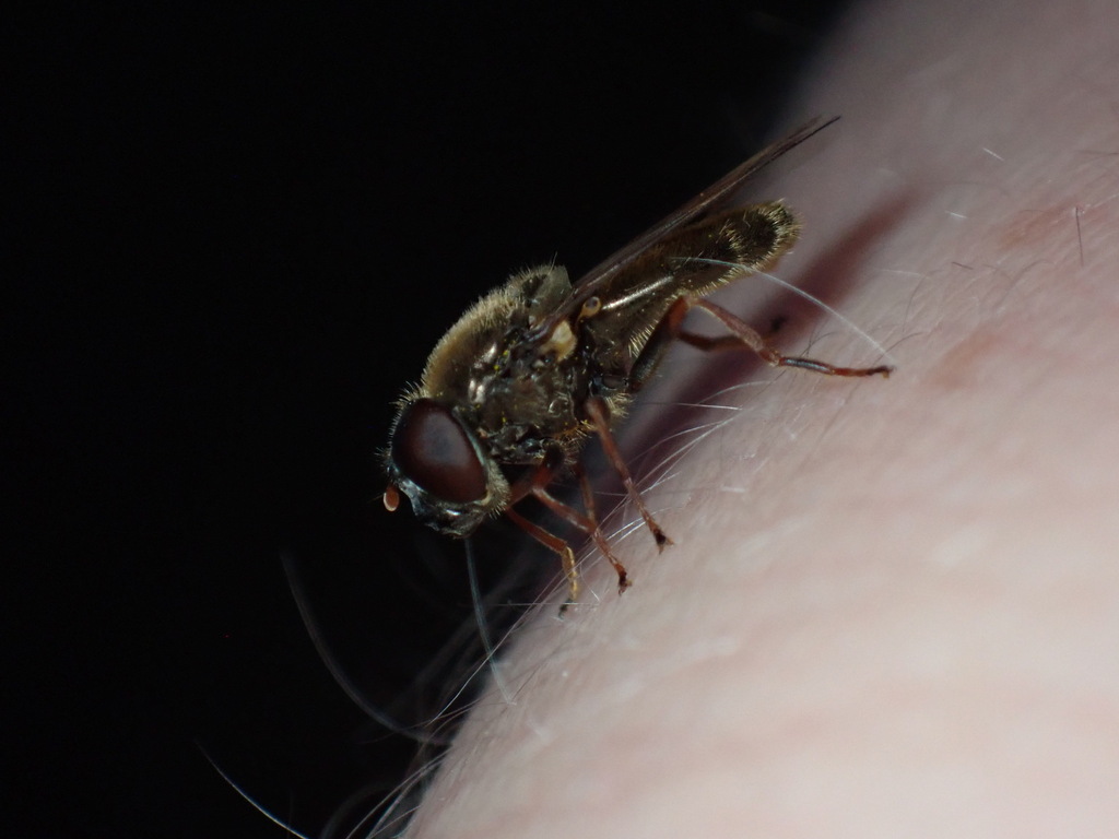 Cheilosia flavipes