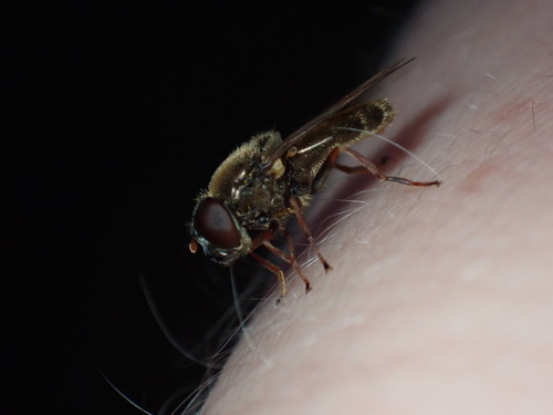 Cheilosia flavipes