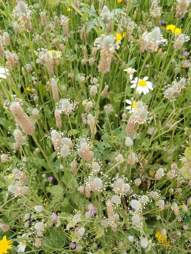 Hare's-foot Plantain