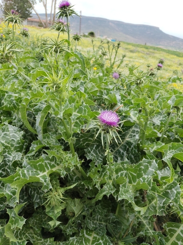 milk thistle