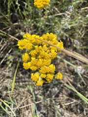 Achillea tomentosa, photograph (c) Paolo Zucca, some rights reserved (CC BY)