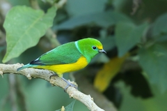 Chlorophonia cyanea