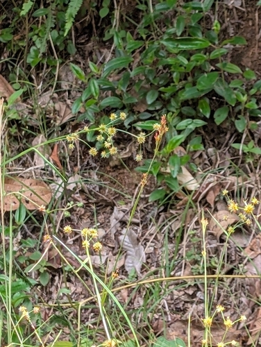 Rhynchospora rugosa observed 2026-04-25