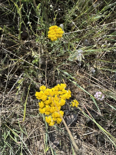 Achillea tomentosa, photograph 6