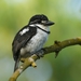Pied Puffbird - Photo (c) Carlos Sanchez, some rights reserved (CC BY-NC), uploaded by Carlos Sanchez