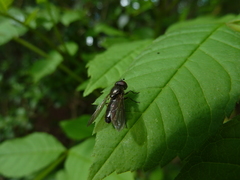 Cheilosia variabilis