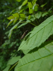 Cheilosia variabilis