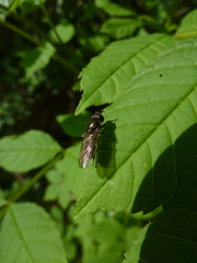 Cheilosia variabilis