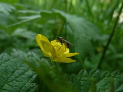 Sphegina