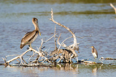 Egretta tricolor image