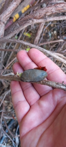 Drusia ibera