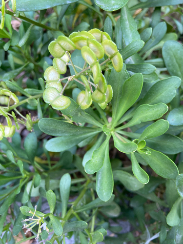 Iberis semperflorens, photograph 2
