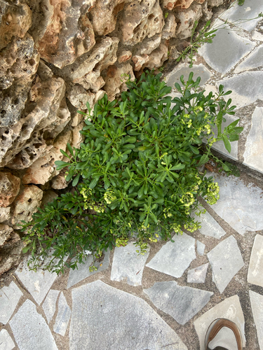 Iberis semperflorens, photograph 3
