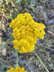 Achillea tomentosa, photograph (c) Paolo Zucca, some rights reserved (CC BY)