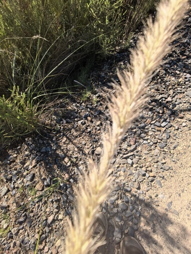 Cenchrus caudatus, photograph 6