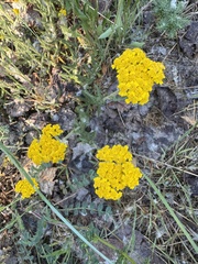 Achillea tomentosa, photograph (c) Paolo Zucca, some rights reserved (CC BY)