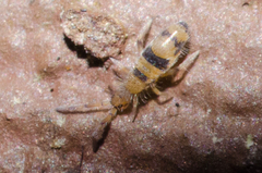 Entomobrya triangularis