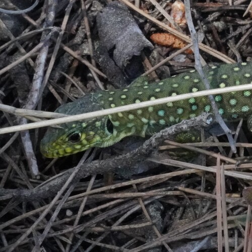 Avistamiento Lagarto ocelado (fardacho)