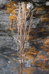 Arabis sagittata, photograph (c) Patrick Hacker, some rights reserved (CC BY)