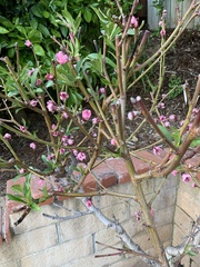 Prunus persica nucipersica