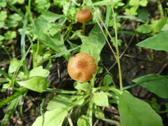 Conocybe coprophila