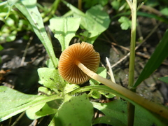 Conocybe coprophila