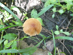 Conocybe coprophila