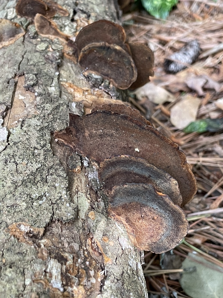 Fuscoporia gilva · April 2026 · photo: © naturengers (iNaturalist, cc-by)