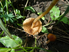 Conocybe coprophila