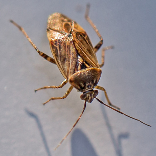 North American Tarnished Plant Bug photo 5